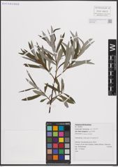 Foto von Salix eleagnos Scop.